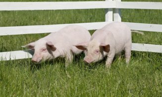 Ansamblu rezidențial în locul unei ferme de porci. Se întâmplă la Cluj / Va trece proiectul?