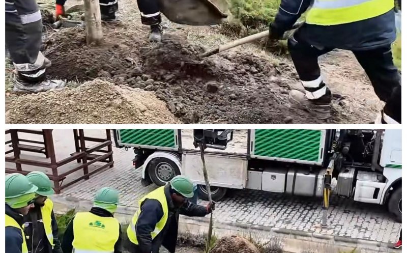 Primăria începe înlocuirea arborilor uscați în Cluj-Napoca. Lucrările se fac pe garanția firmei care i-a plantat