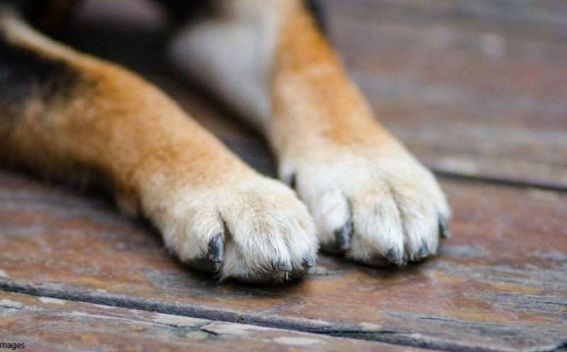 Incident tragic în Cluj-Napoca: Cățeluș omorât de un alt patruped fără lesă în timp ce stăpânul său îl plimba. Ce spun polițiștii