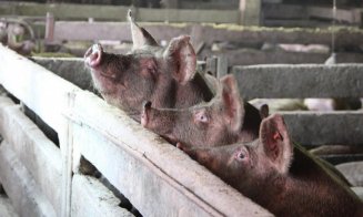 Sărbători scumpe pentru cei care nu respectă regulile. “Comercializarea cărnii de porc provenită din gospodării, interzisă”. Ce amenzi se dau