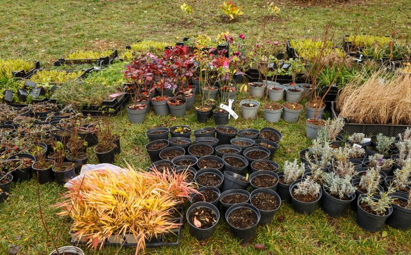 Spații verzi îmbunătățite în cartierele Iris și Someșeni, realizate cu ajutorul studenților