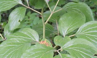 Vizitează Grădina Botanică din Cluj-Napoca. Ce program va avea de 1 Decembrie, Ziua Națională a României