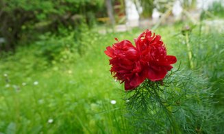 Vizitează Grădina Botanică din Cluj-Napoca. Ce program va avea de 1 Decembrie, Ziua Națională a României