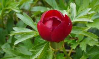 Vizitează Grădina Botanică din Cluj-Napoca. Ce program va avea de 1 Decembrie, Ziua Națională a României