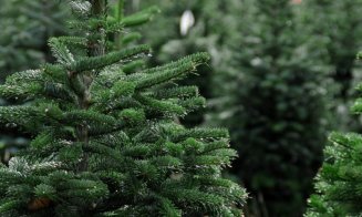 Romsilva scoate la vânzare peste 16.000 de brazi de Crăciun. Prețurile pornesc de la 17 lei/ Cât costă un brad de peste 2 metri