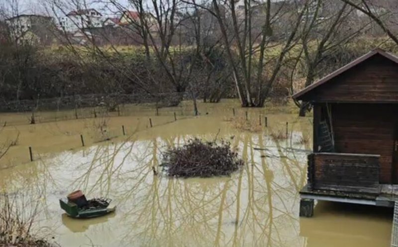 O familie de castori terorizează cetățenii de pe o stradă din Cluj-Napoca. Le-au inundat curțile, după ce au ridicat baraje pe un curs de apă