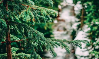 De unde poți cumpăra brazi naturali de Crăciun la Cluj. Ghidul prețurilor și al magazinelor