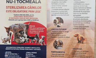 Primăria Jucu avertizează: Cei care nu sterilizează câinii primesc amenzi de până la 10.000 de lei