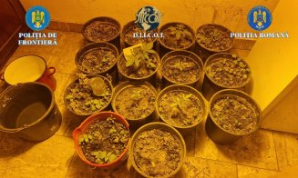 Polițiștii din Cluj au ajutat la destructurarea unei rețele de trafic de droguri din Maramureș. Ce au descoperit