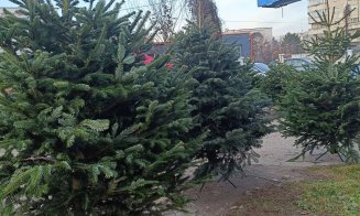 A început ”bișnița” cu brazii de Crăciun / E nevoie de 10 - 12 ani pentru a crește un brad de dimensiuni medii de 180 - 200 cm