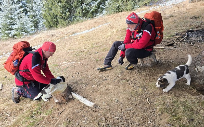 Doi cățeluși abandonați pe un traseu din Vlădeasa, recuperați de salvamontiștii clujeni. Apel către comunitățile din zonă