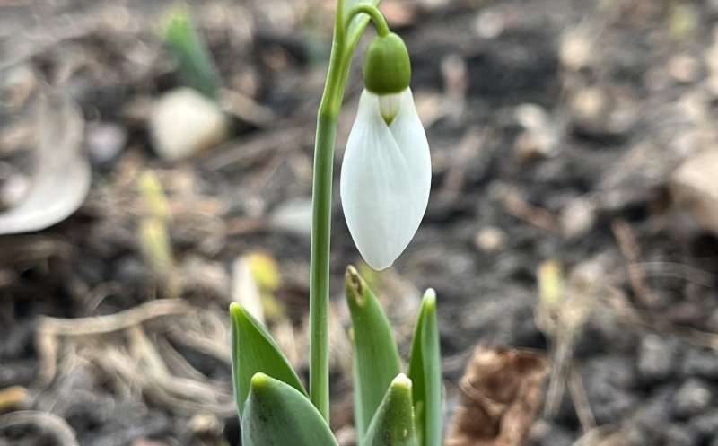 Surpriză de Crăciun la Grădina Botanică din Cluj-Napoca: Au răsărit primii ghiocei. „Natura știe să ne surprindă”