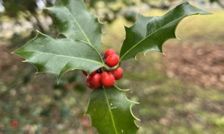 Surpriză de Crăciun la Grădina Botanică din Cluj-Napoca: Au răsărit primii ghiocei. „Natura știe să ne surprindă”