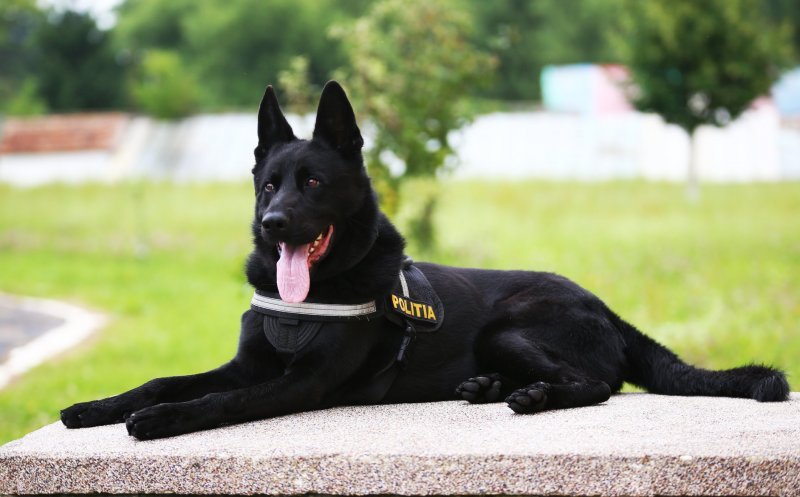 A murit Șuier, unul dintre cei mai cunoscuți câini polițiști din România