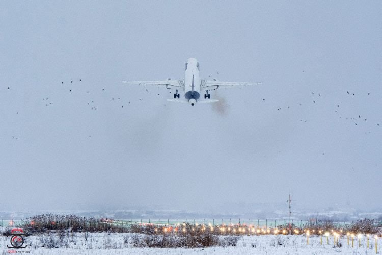Incident pe Aeroportul din Cluj-Napoca. Un avion a ratat aterizarea după ce a lovit un stol de păsări