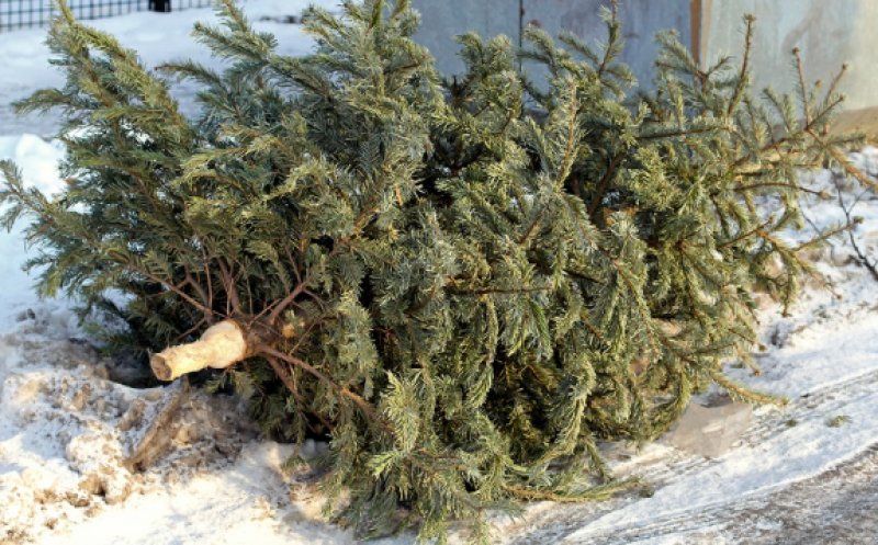 Data până la care brazii de Crăciun sunt ridicaţi gratuit de Primărie