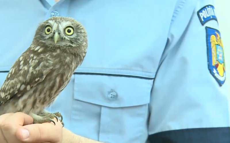 Apel neobișnuit la 112. Autoritățile, chemate să scoată o bufniță dintr-un apartament
