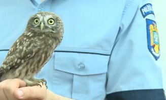 Apel neobișnuit la 112. Autoritățile, chemate să scoată o bufniță dintr-un apartament