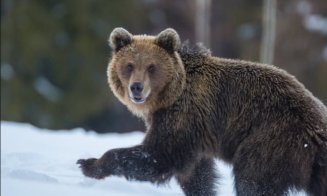 URS semnalat între două localități din Cluj! Autoritățile au emis o avertizare RO-ALERT