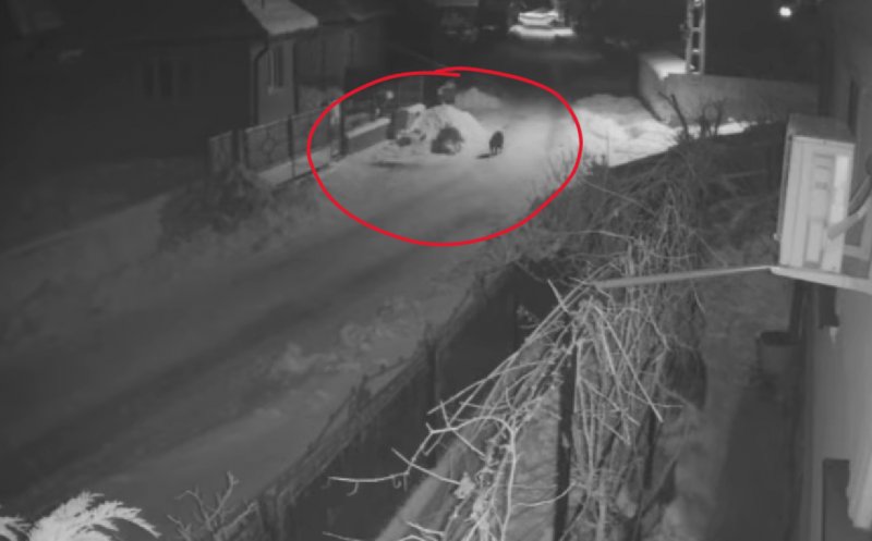 Alertă într-un sat din Cluj: Doi lupi au fost văzuți patrulând ulițele în miez de noapte