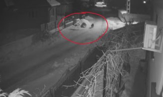 Alertă într-un sat din Cluj: Doi lupi au fost văzuți patrulând ulițele în miez de noapte