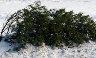 Anunț al Primăriei Apahida: brazii de Crăciun trebuie scoși în fața proprietăților pentru a fi ridicați