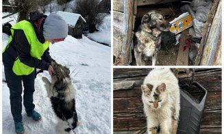 Suflete nevinovate salvate din ger și lanțuri: șase animale au fost salvate datorită comunității și Poliției Beliș, Cluj
