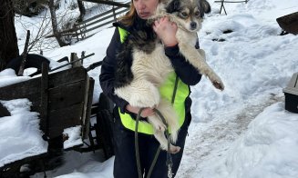 Suflete nevinovate salvate din ger și lanțuri: șase animale au fost salvate datorită comunității și Poliției Beliș, Cluj