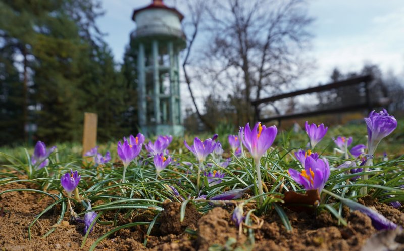 Grădina Botanică din Cluj, una dintre cele mai căutate destinații ale orașului. Câți vizitatori îi trec pragul anual
