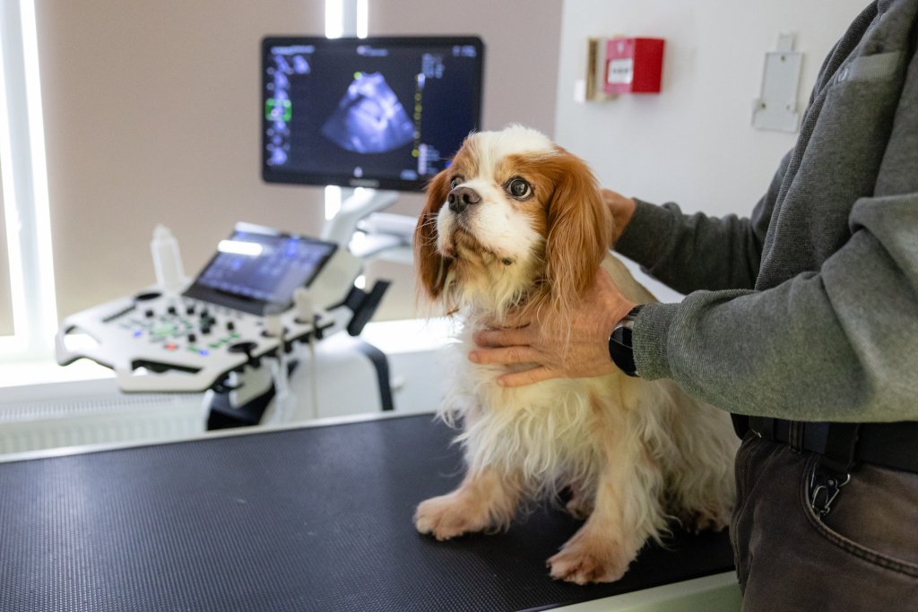 Programul de sterilizare gratuită a animalelor de companie continuă la Cluj-Napoca. Unde poți merge cu patrupedul