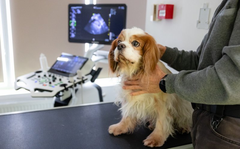 Programul de sterilizare gratuită a animalelor de companie continuă la Cluj-Napoca. Unde poți merge cu patrupedul