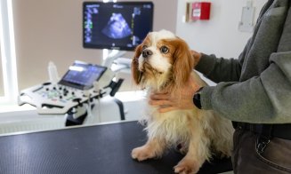 Programul de sterilizare gratuită a animalelor de companie continuă la Cluj-Napoca. Unde poți merge cu patrupedul