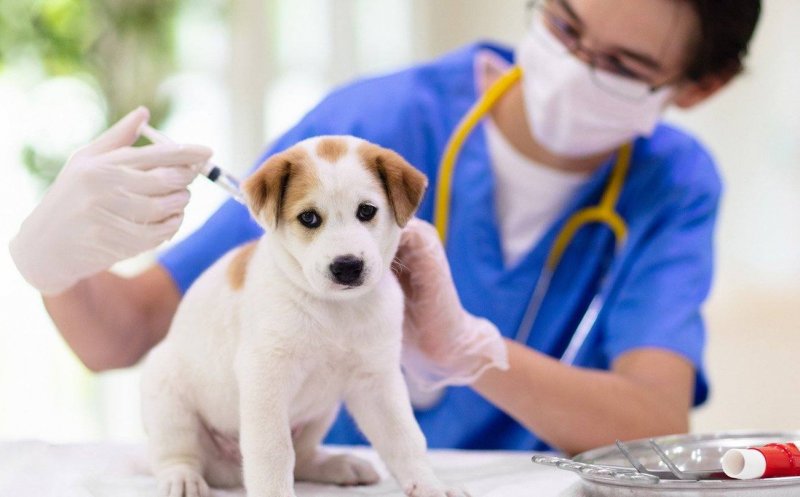 Campanie de vaccinare antirabică a câinilor la Jucu. “Să vă îngrijiți animalele de companie”