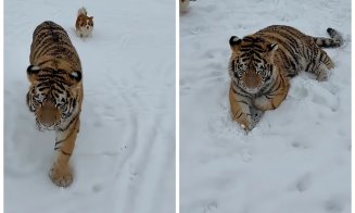 Imagini cu un tigru siberian, filmat într-o menajerie ilegală, i-au alarmat pe polițiști. Ce au constatat și ce măsuri au fost luate