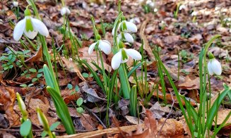 Cum va fi vremea la începutul lunii martie