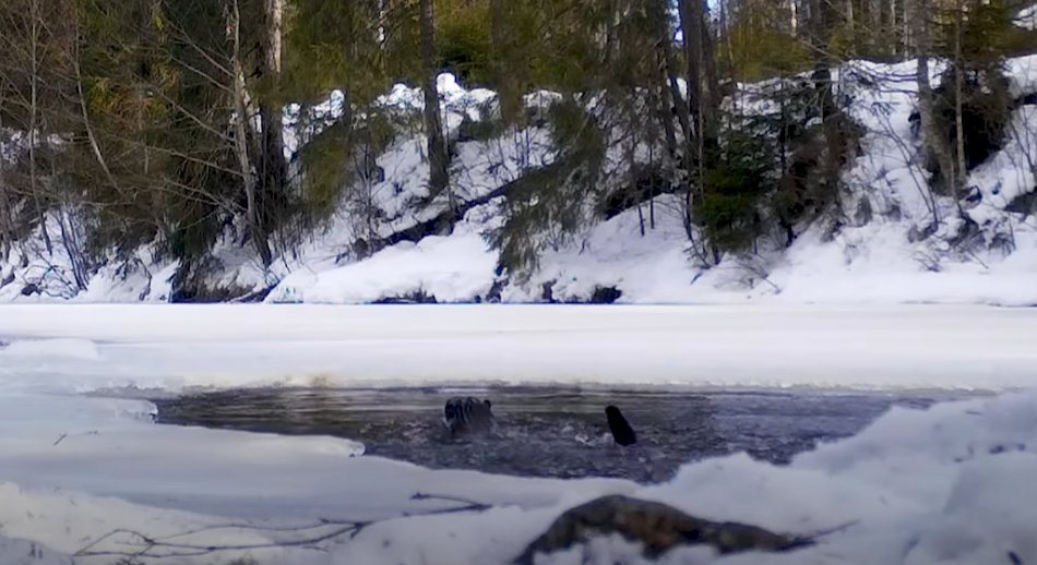 VIDEO inedit: Imagini superbe cu o vidră de râu în Munții Apuseni