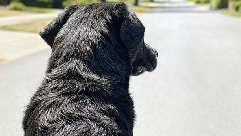 ȘOCANT: Ce a putut face un român din Italia cu cățelușa familiei / Soția: „Aveam o bănuială. Am lăsat telefonul cu camera video pornită...”