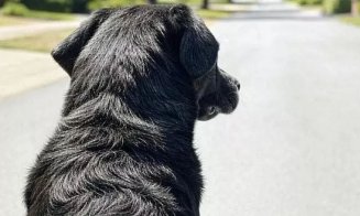 ȘOCANT: Ce a putut face un român din Italia cu cățelușa familiei / Soția: „Aveam o bănuială. Am lăsat telefonul cu camera video pornită...”