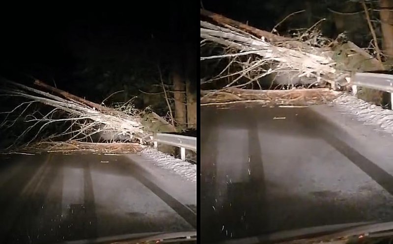 Drum blocat în Cluj. Arbore căzut pe carosabil