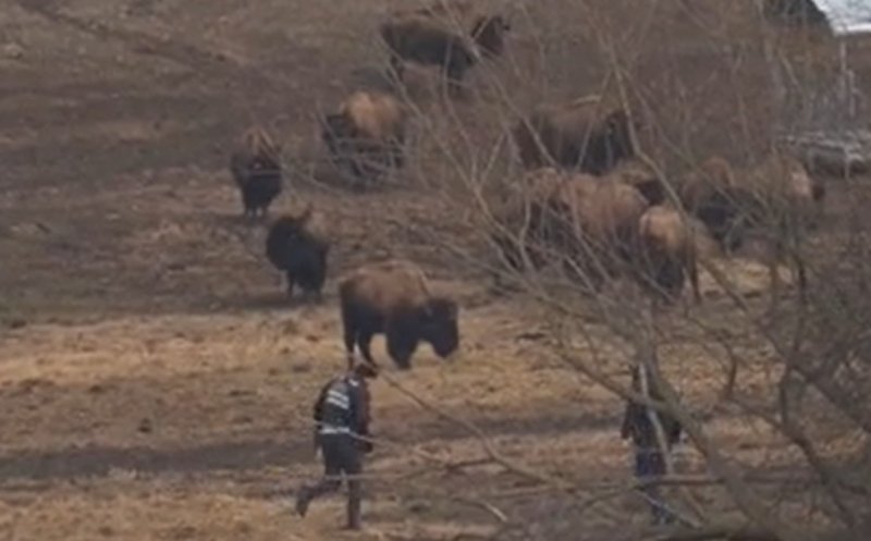 Imagini cutremurătoare de la ferma de bizoni și cerbi din Cluj! Animalele, înfometate şi lăsate să moară în agonie