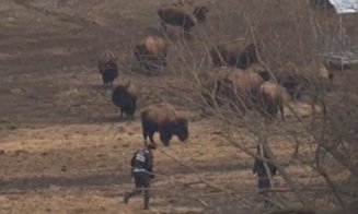 Imagini cutremurătoare de la ferma de bizoni și cerbi din Cluj! Animalele, înometate şi lăsate să moară în agonie