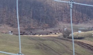 „Lagărul” animalelor din Cluj: exemplare încă în viață, găsite în stare critică. Cine sunt proprietarii fermei din Recea Cristur