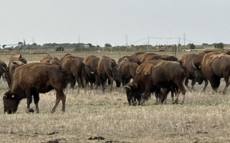 Dosar penal pentru furt calificat, îngropare și abandon de deșeuri și uciderea cu intenție a animalelor, în cazul fermei din Recea Cristur