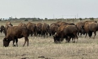 Dosar penal pentru furt calificat, îngropare și abandon de deșeuri și uciderea cu intenție a animalelor, în cazul fermei din Recea Cristur