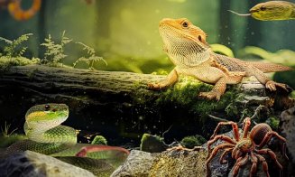 Expoziție de tarantule și reptile vii la Cluj-Napoca: ”Sunteți gata să vă înfruntați frica?”