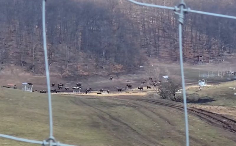 IPJ Cluj se delimitează de fosta conducere a Poliției Animalelor în scandalul „fermei groazei” din Recea-Cristur