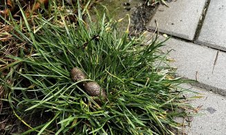 ”Cei care și-au pierdut rahații câinilor, vă rog să îi ridicați de pe trotuar. Că ne împiedicăm de ei zilnic!!!”