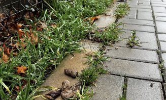 ”Cei care și-au pierdut rahații câinilor, vă rog să îi ridicați de pe trotuar. Că ne împiedicăm de ei zilnic!!!”