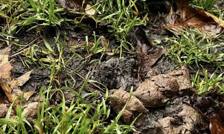 ”Cei care și-au pierdut rahații câinilor, vă rog să îi ridicați de pe trotuar. Că ne împiedicăm de ei zilnic!!!”