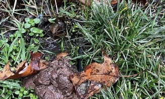 ”Cei care și-au pierdut rahații câinilor, vă rog să îi ridicați de pe trotuar. Că ne împiedicăm de ei zilnic!!!”